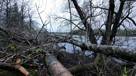 Vue Arbre 1 (6 Mai 2021)