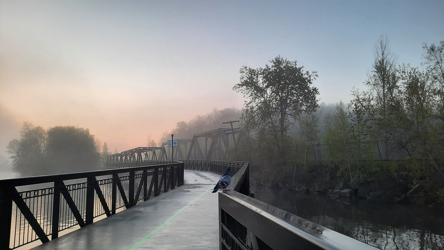 Le Pigeon Dans La Brume Du 17 Mai 2021 (Vue Passerelle)