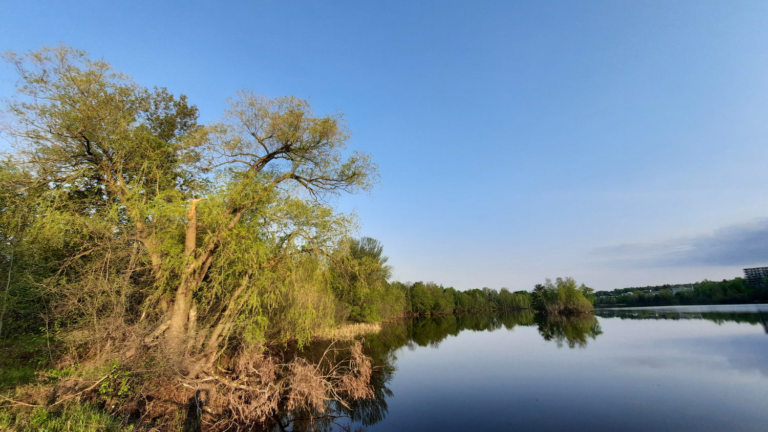 Le Grand Saule Du 19 Mai 2021 (Vue T2)