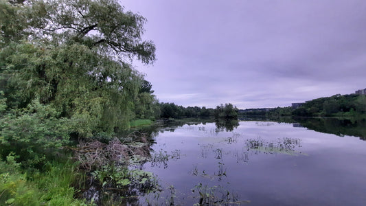 Le Grand Saule De Sherbrooke 4 Juillet 2021 (Vue T2) 5H13