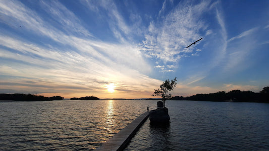 Clique Et Trouve Les Amoureux L’oiseau Le Coucher De Soleil Sainte-Anne-De-Bellevue 6 Juillet 2021