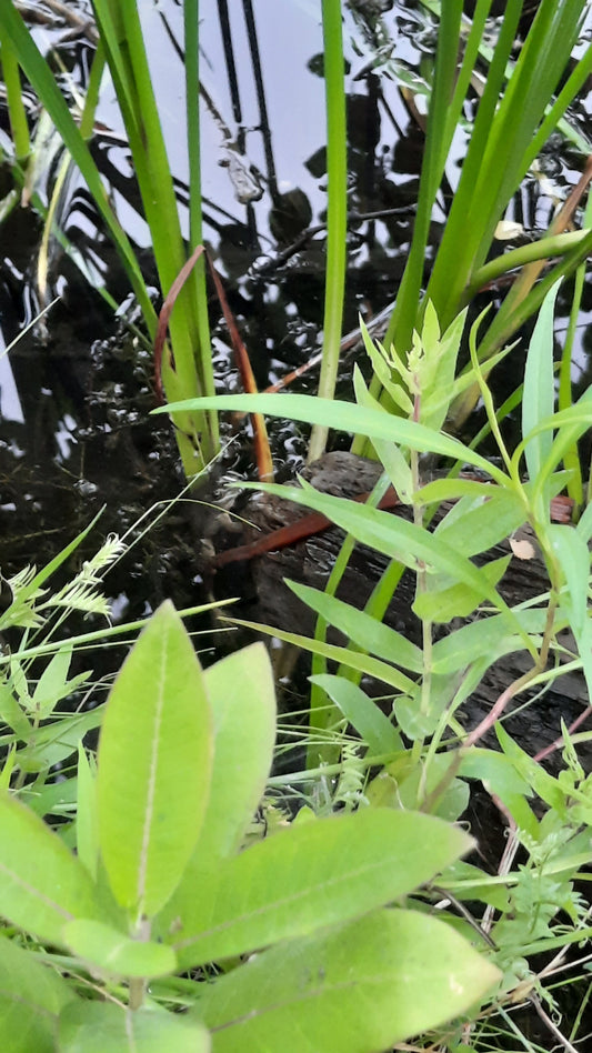 Trouve La Grenouille Du 17 Juillet 2021  Cliquez Pour Zoomer Et Voir Réponse.