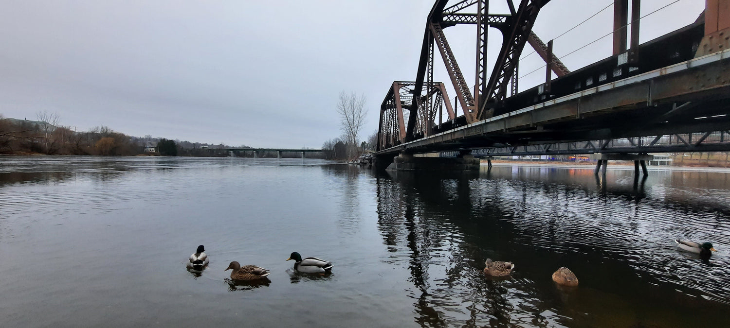 Trouve Les 6 (Six) Canards Du 15 Décembre 15H33 (Vue B2)