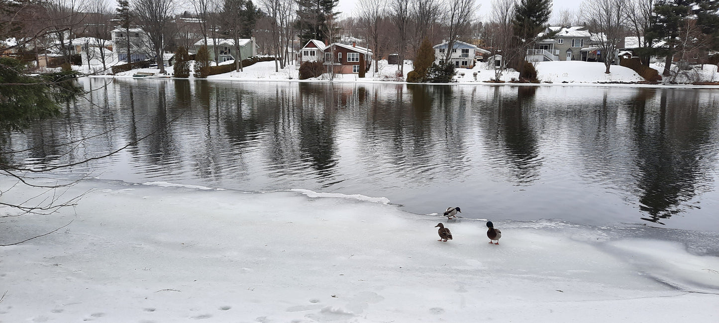 Canards 🦆❄️🇨🇦