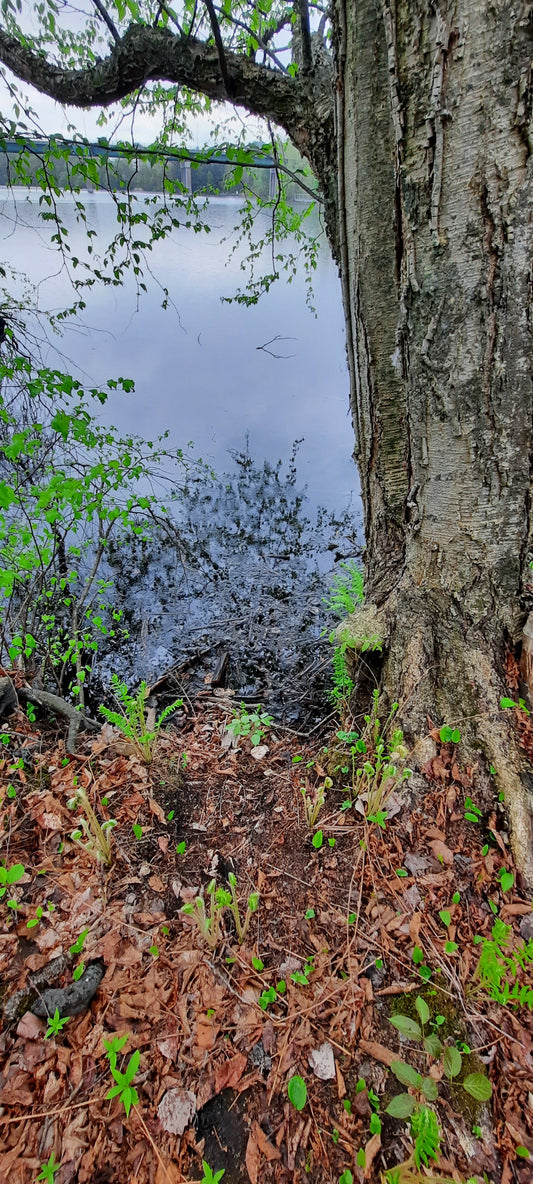 Trouve La Grenouille De Sherbrooke (Vue G1)