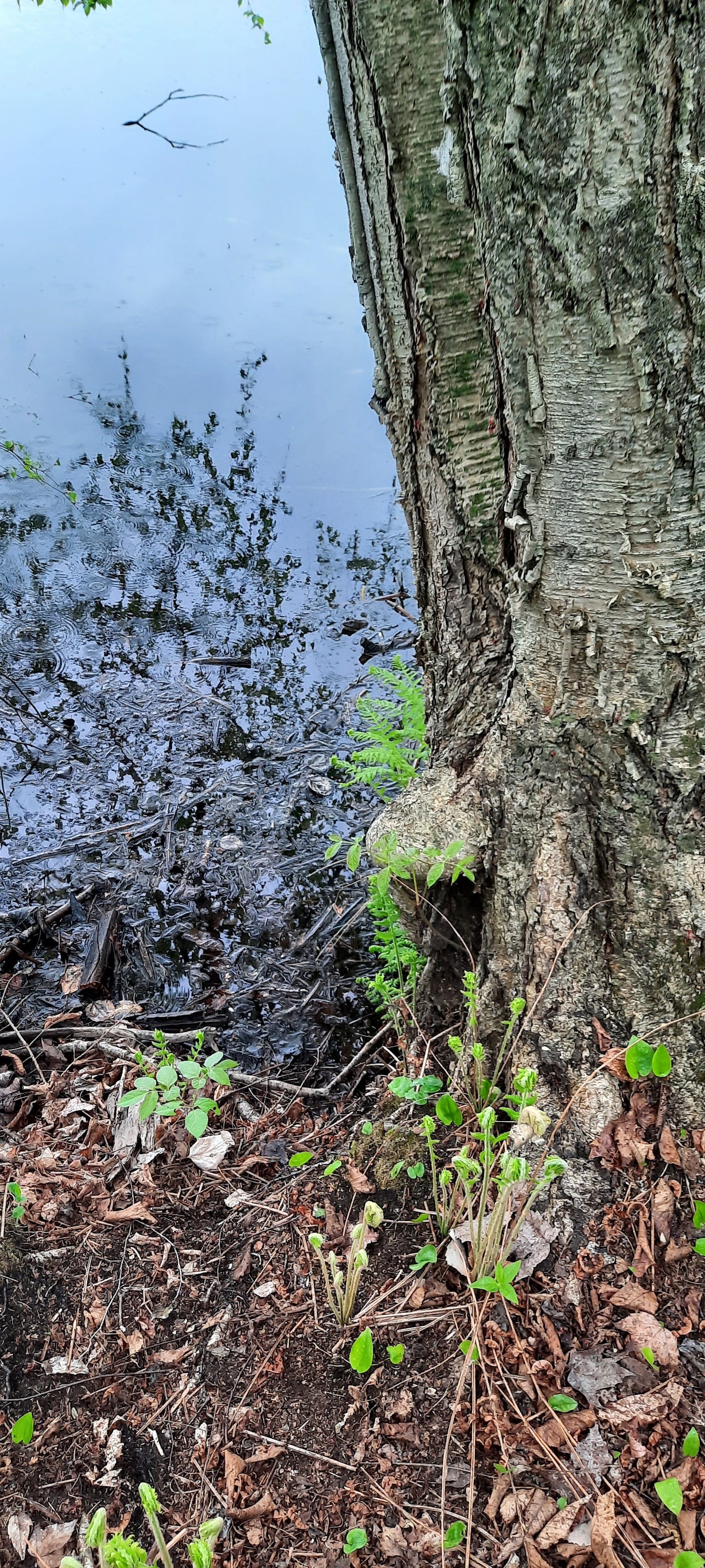 Trouve La Grenouille De Sherbrooke (Vue G1)