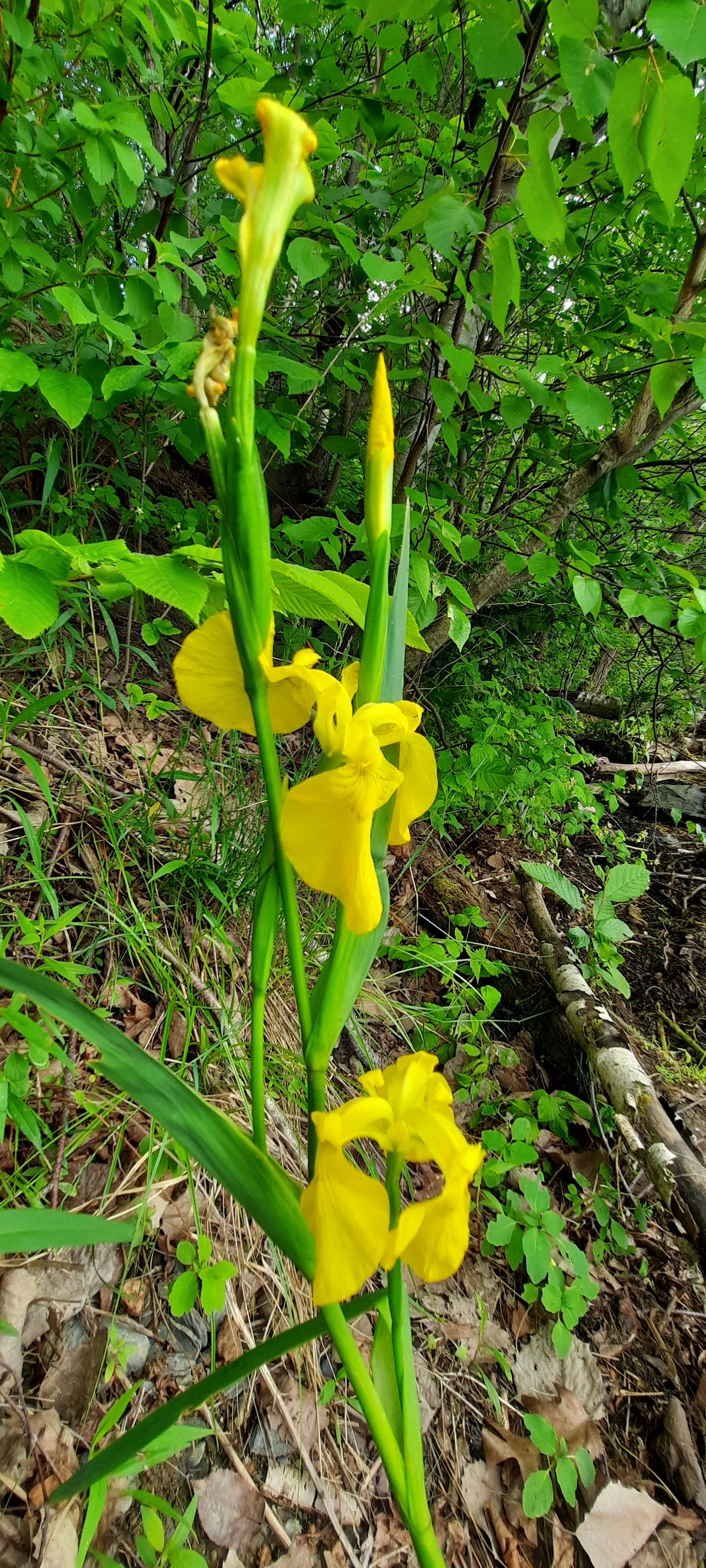 Fleurs Jaunes (Vue 1G)