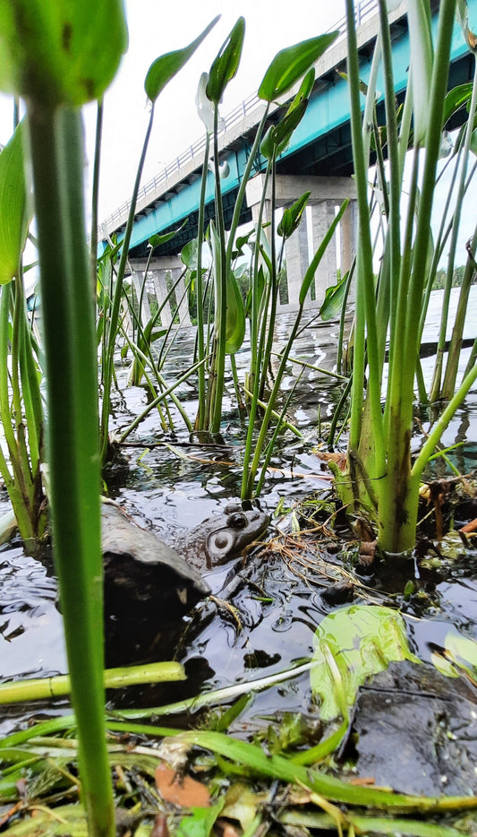 Trouve La Grenouille (Vue K1)