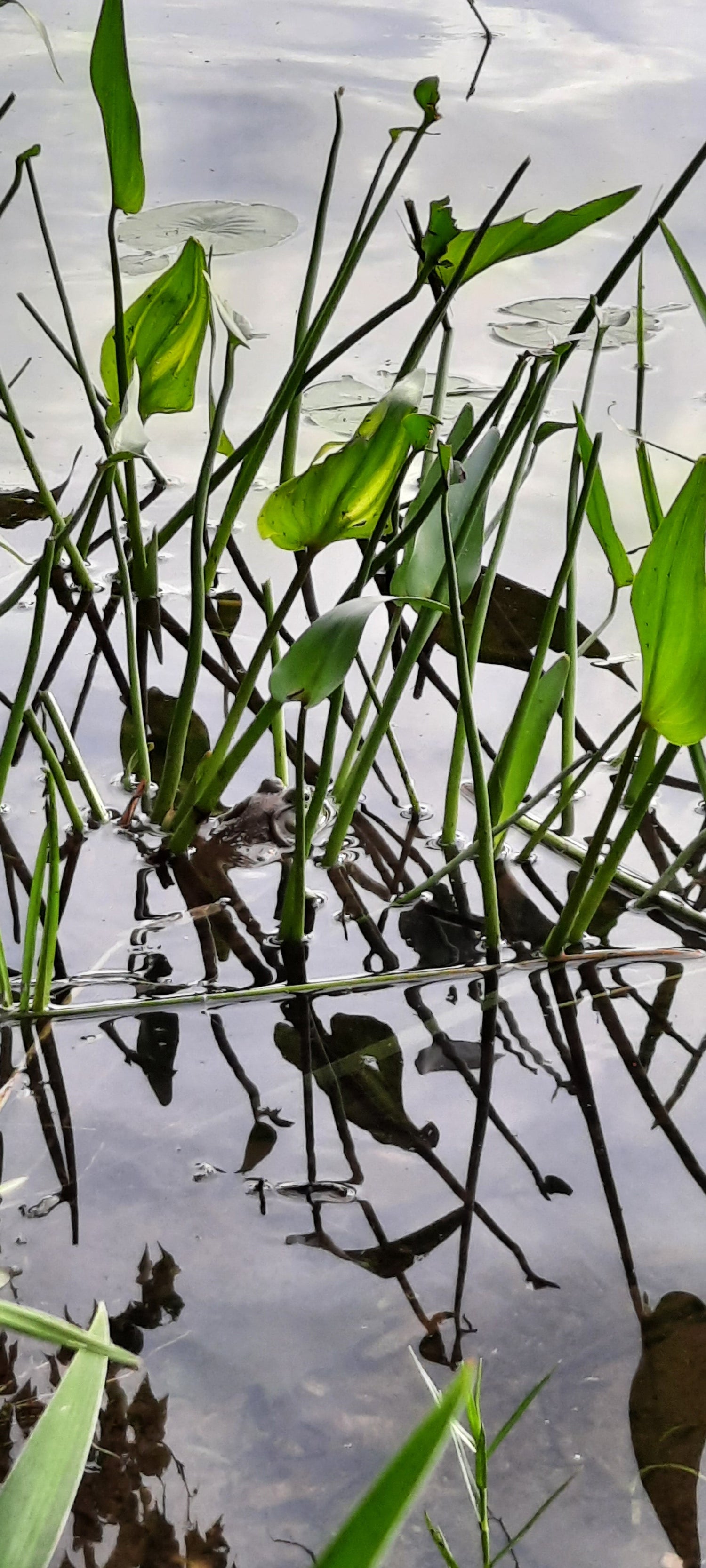 Trouve La Grenouille De Sherbrooke Jr1