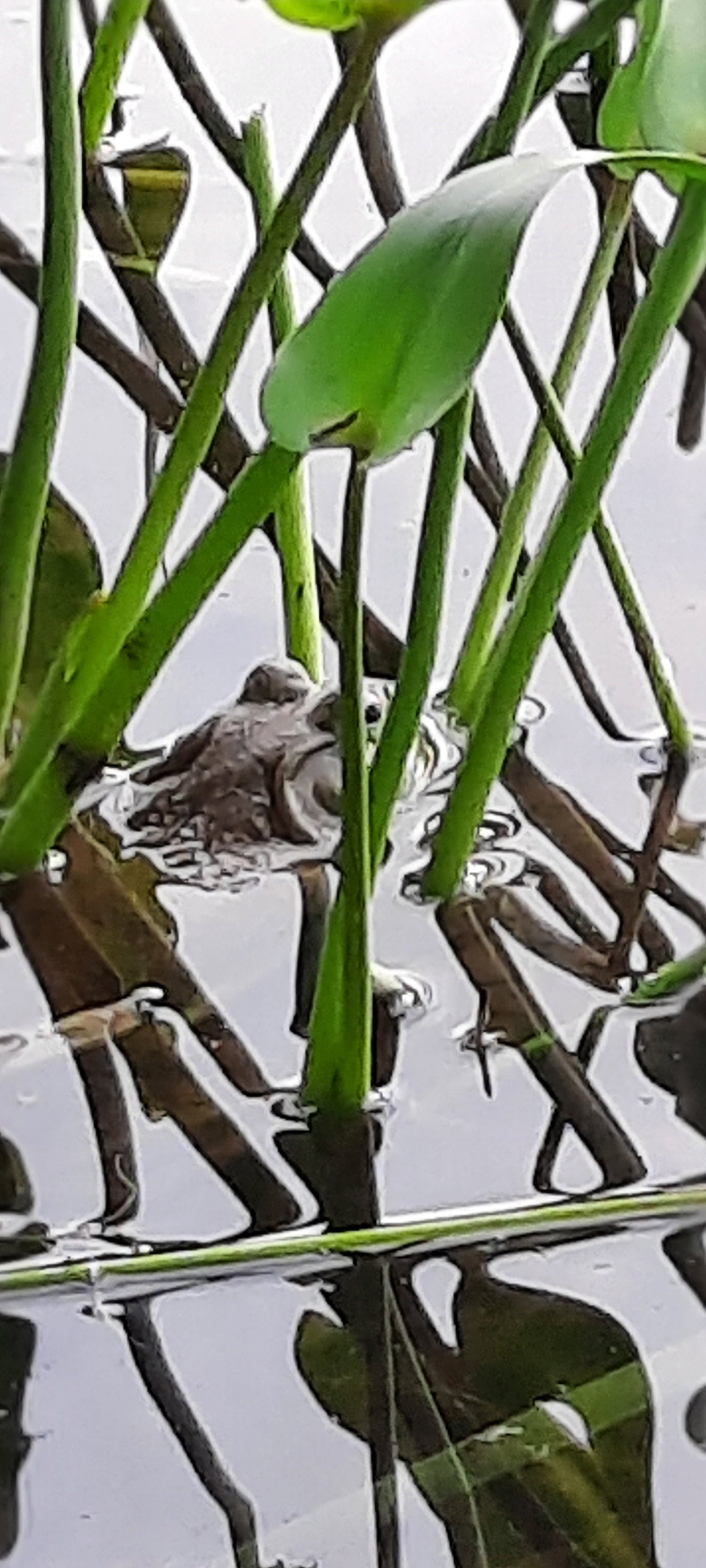 Trouve La Grenouille De Sherbrooke Jr1