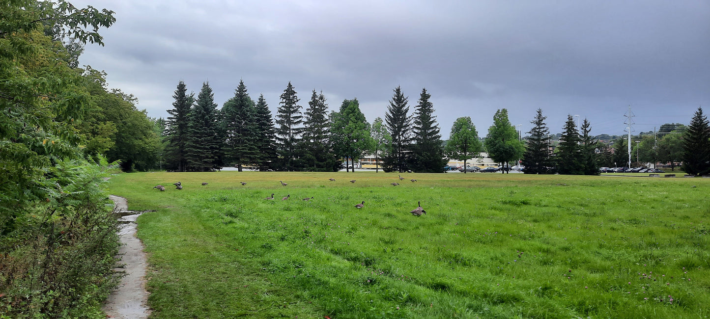 Fleurimont - Rock Forest Sous La Pluie