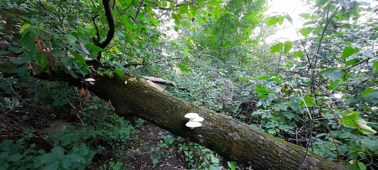 Trouve Les Champignons