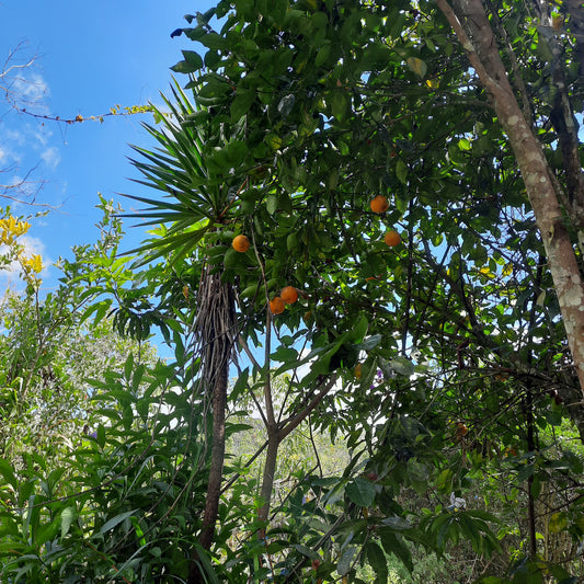 Trouve Les Oranges De Rivas