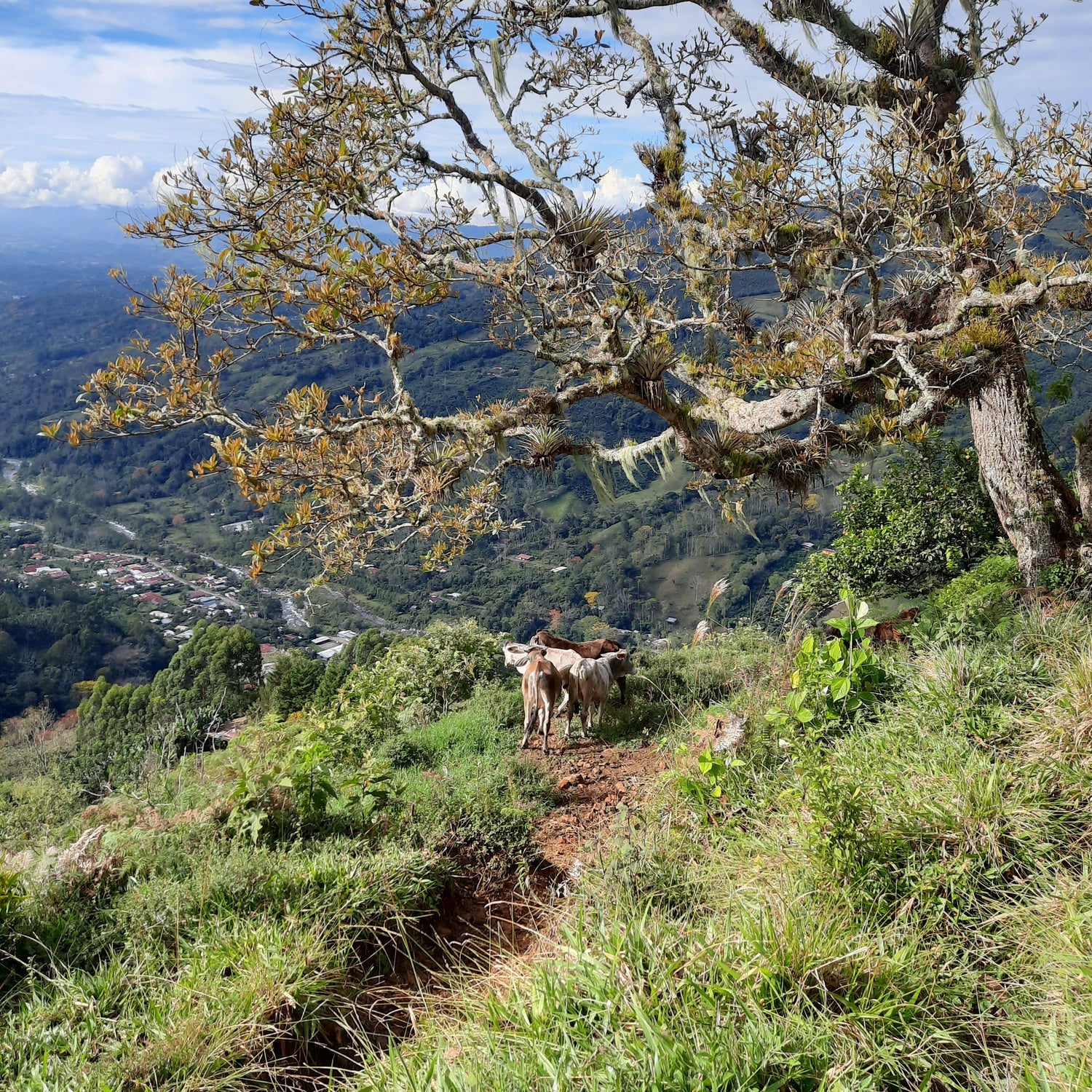 Croix Pueblo Nuevo (Le Sentier Des Vaches)