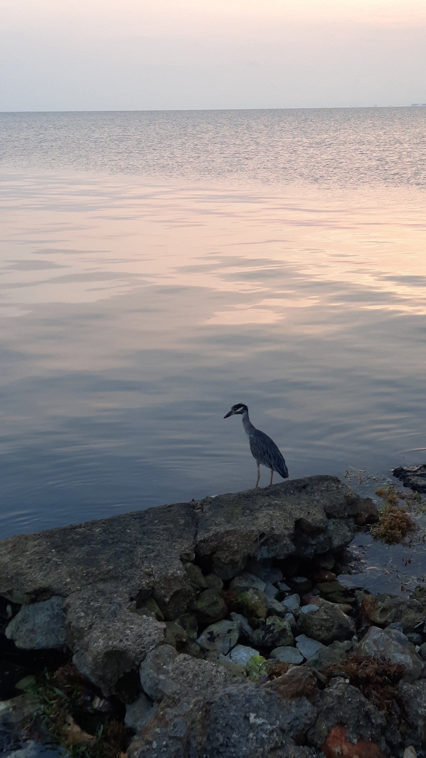 Oiseau De La Mer