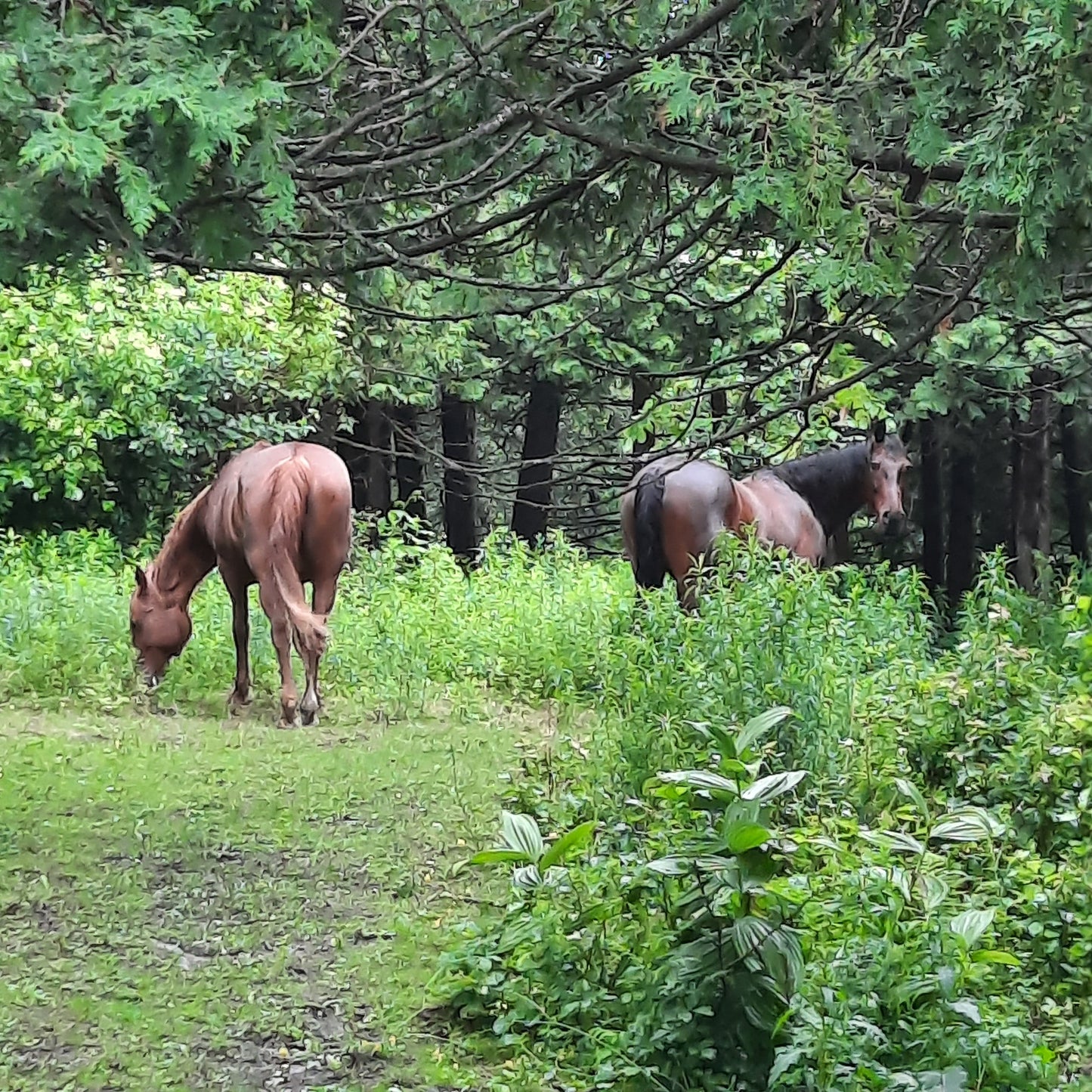 Chevaux