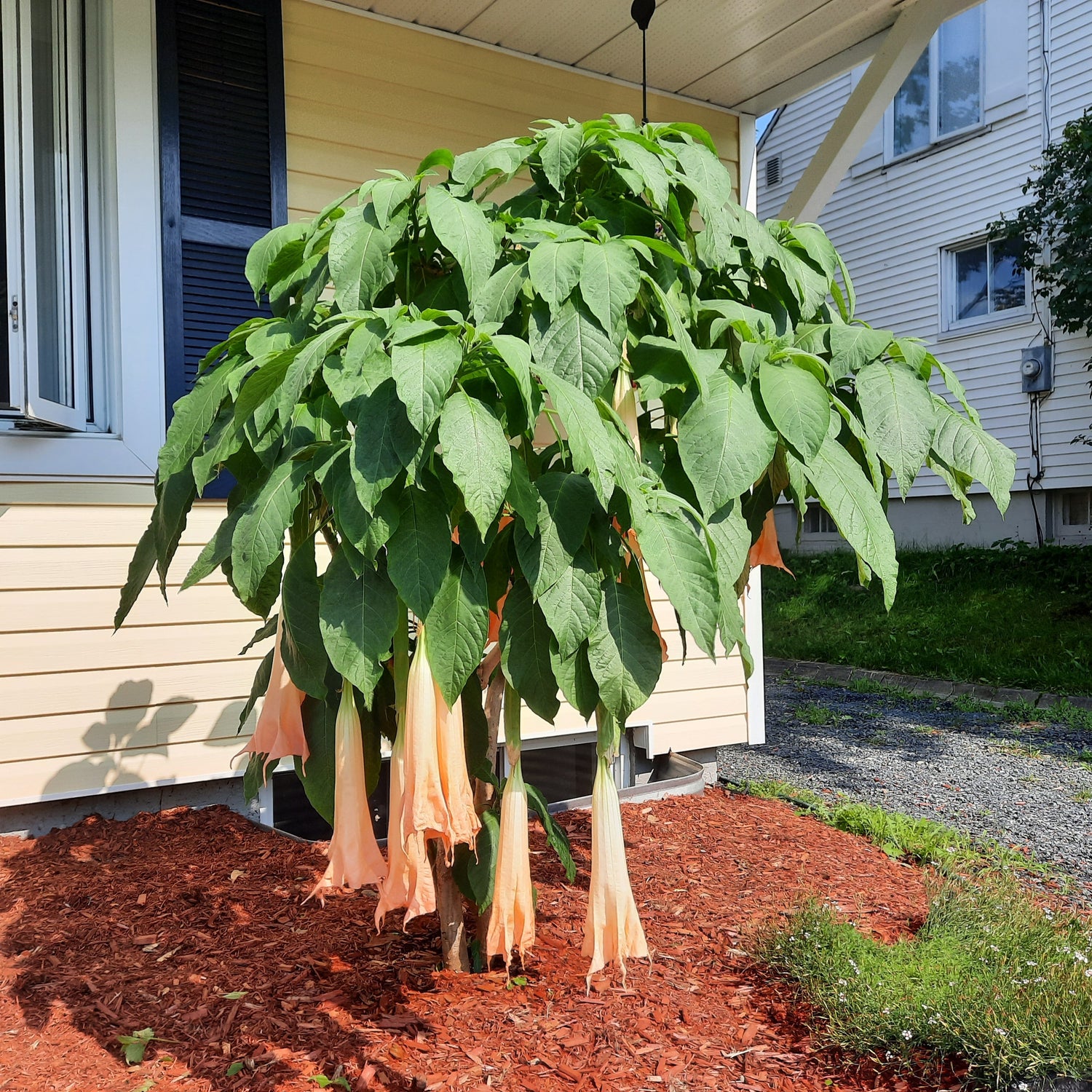 Brugmansia 2023