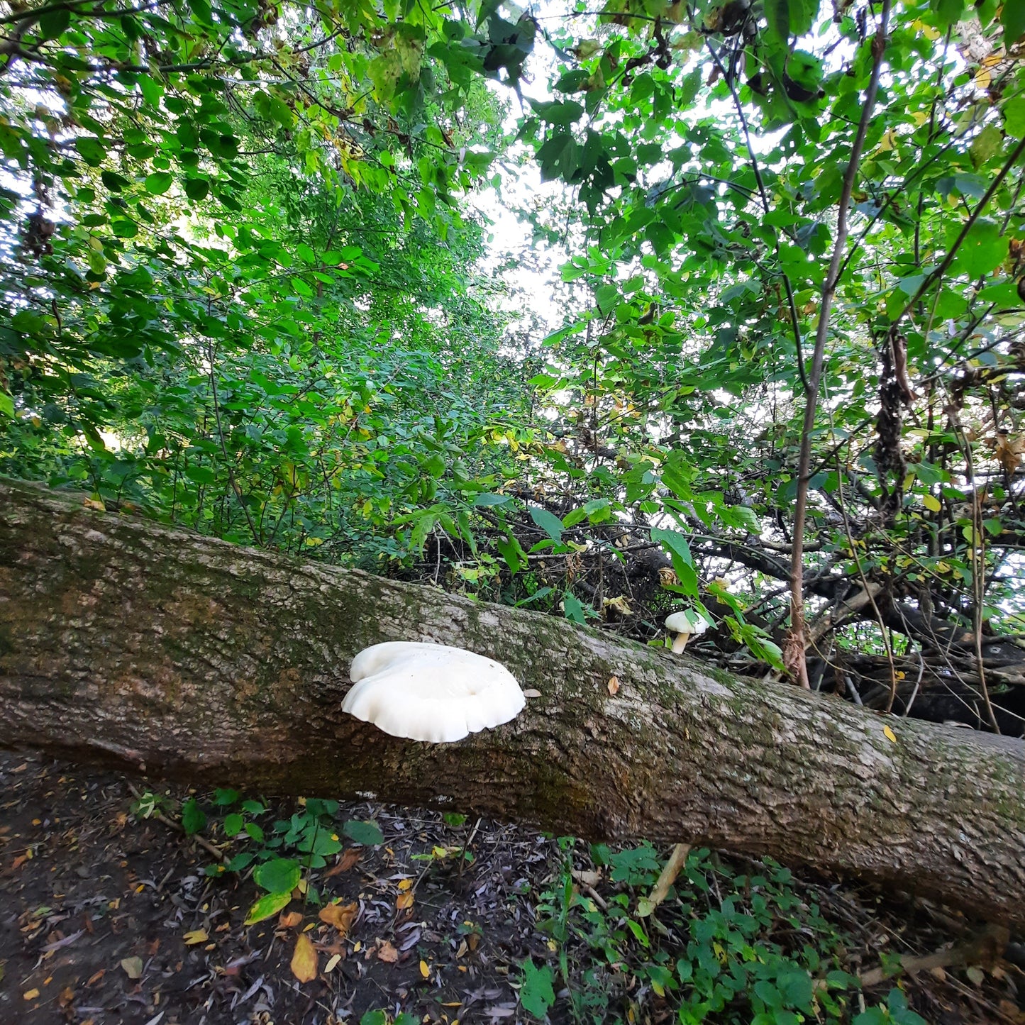 Champignon