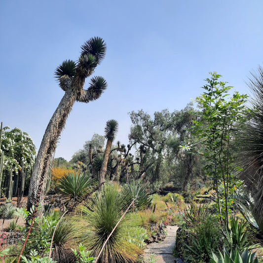 Jardin Botanique (5 Photos)