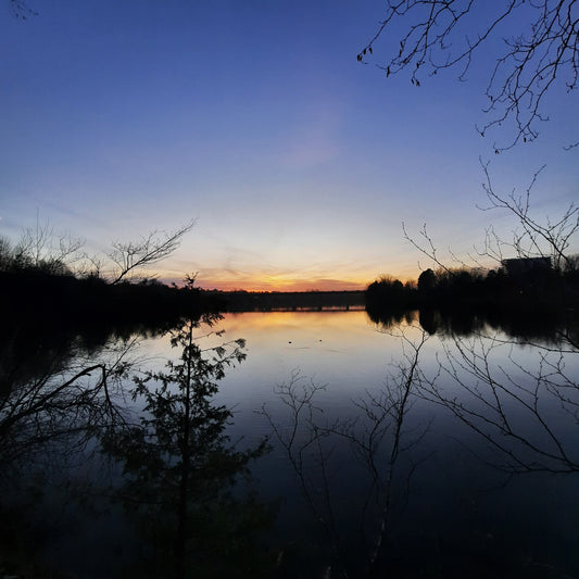 2023-11-16 16:22 (Vue 2.3) Trouve Les Bernaches Lors Du Crépuscule