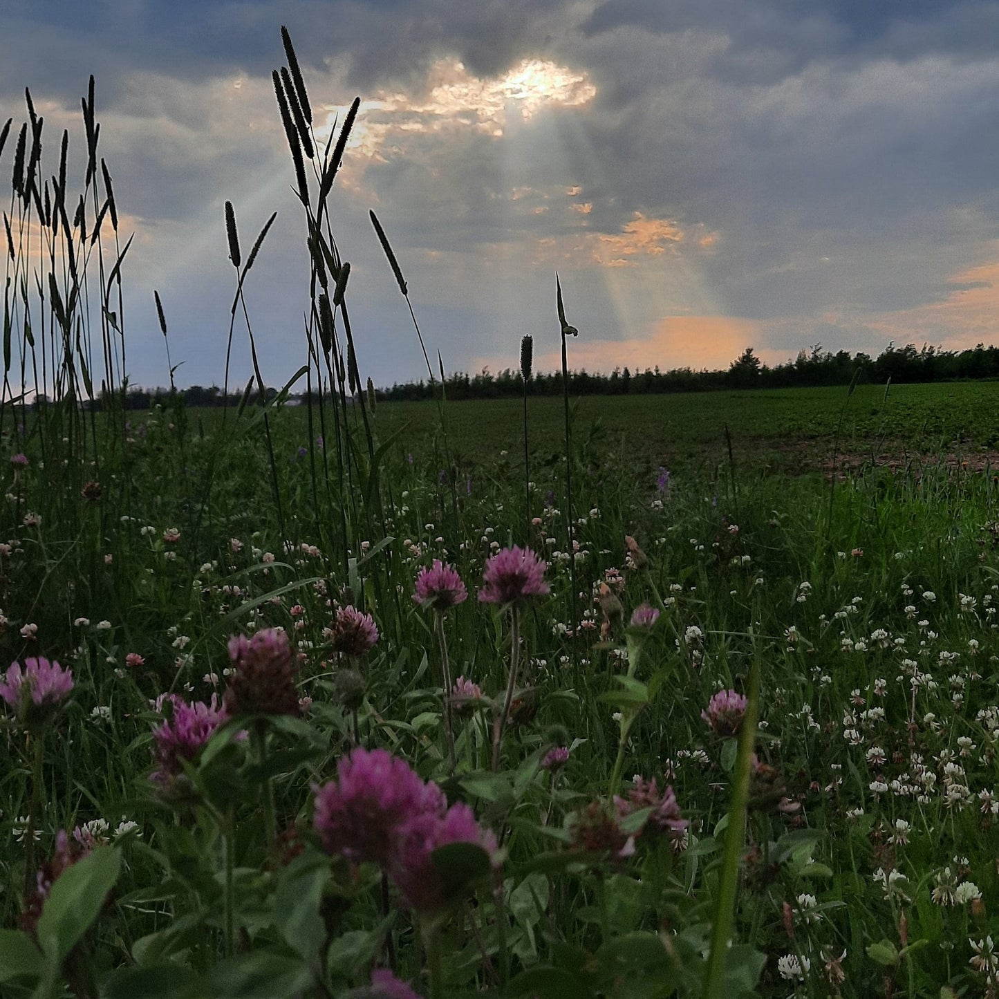 Les Rayons Du Soleil 27 Juin 2021 (Jour 5) Lévis Flore