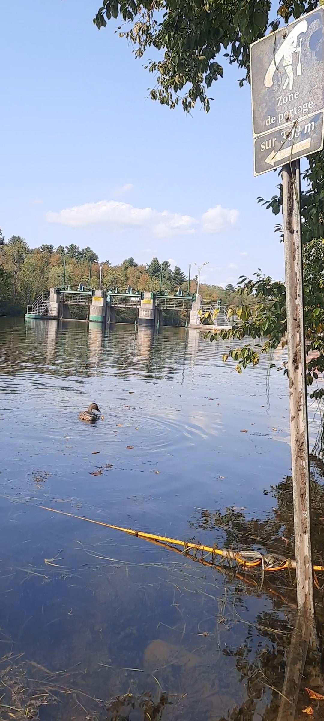 Trouve Le Canard Et Les Soins Énergétiques (Vue Q5)