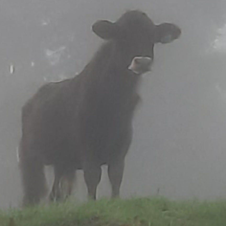 Trouve La Vache De Santa Cruz