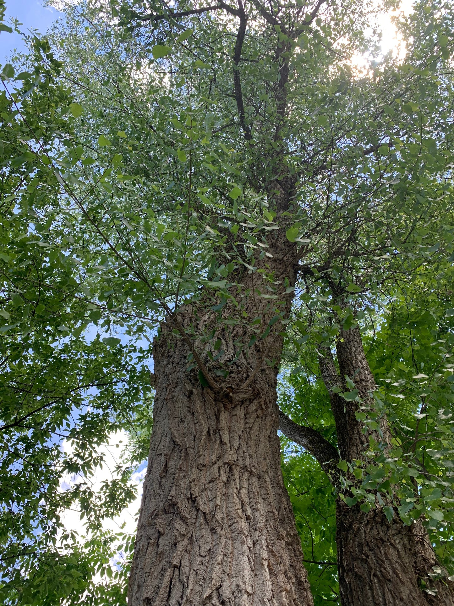 2 Juin 2021 Un Arbre Pas Comme Les Autres Yoku