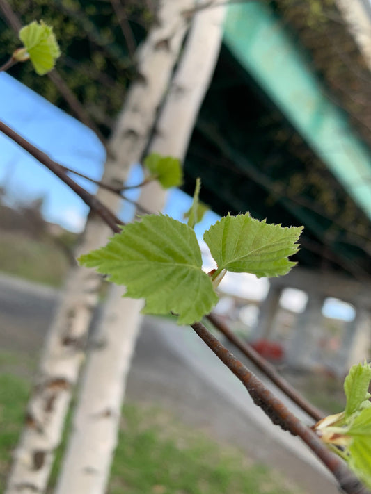 2 Mai 2021 Bouleaux