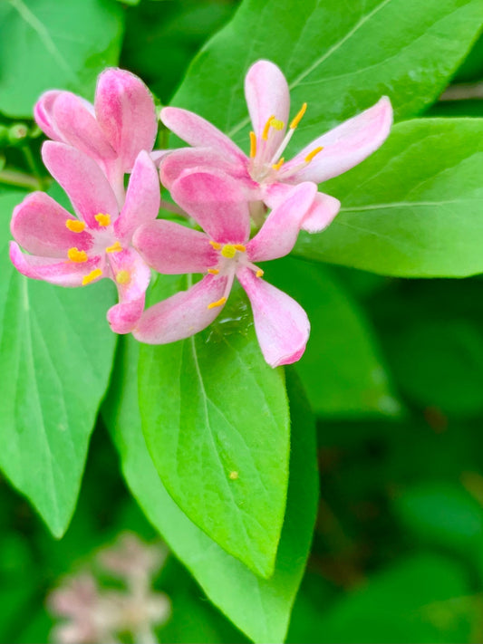 3 Juin 2021 Fleurs Sur Mon Chemin Shinrin Yoku